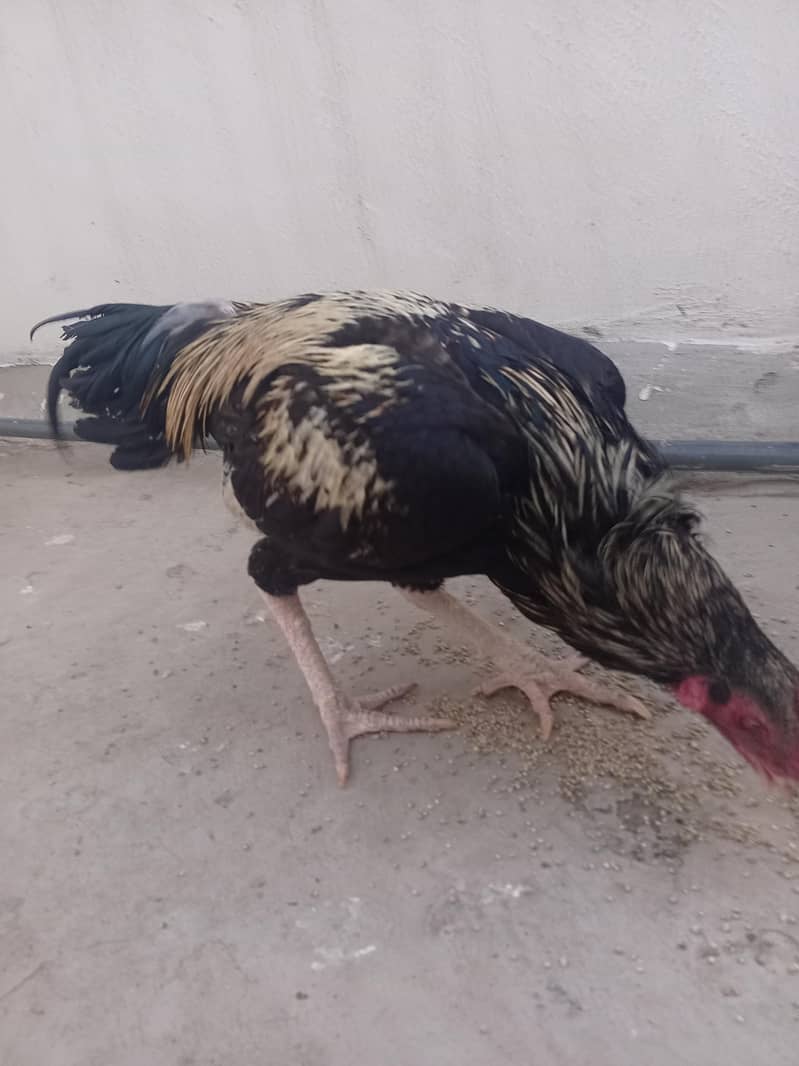 2 Male java asseel 0