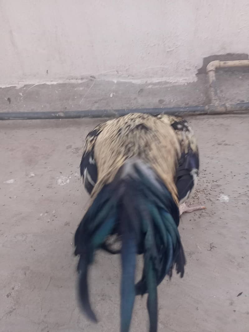 2 Male java asseel 1