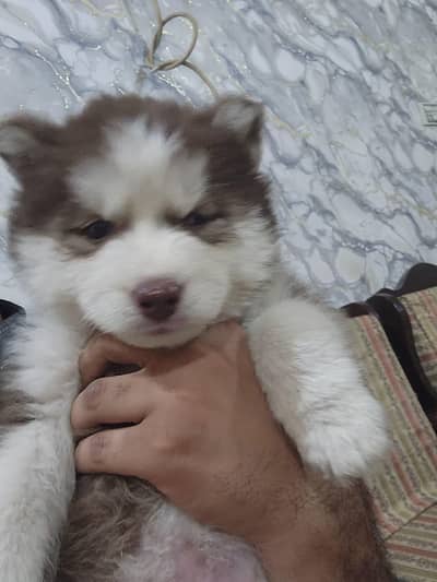 only serious buyer kindly contact