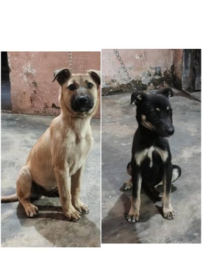 Bhagyari  Male | Alsatian Female