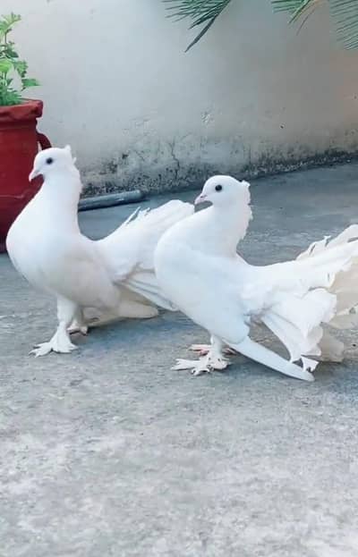 lucky kabuter white breader  pair