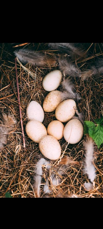bantam chicks or egg fo sale. 03486456826