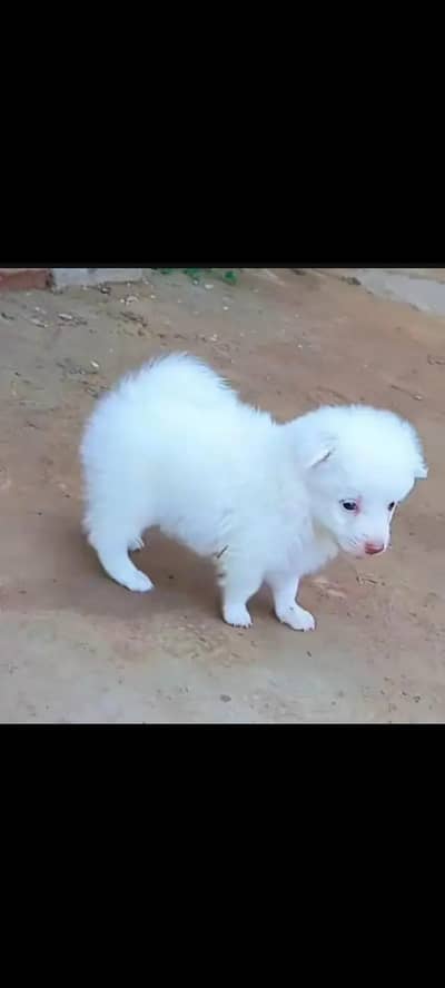 Russian puppy for sale