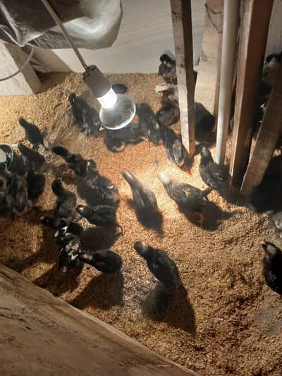 healthy active chicks misri, polish, bentam, Plymouth,