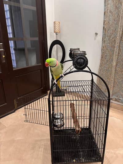 parrot and Cage for sale