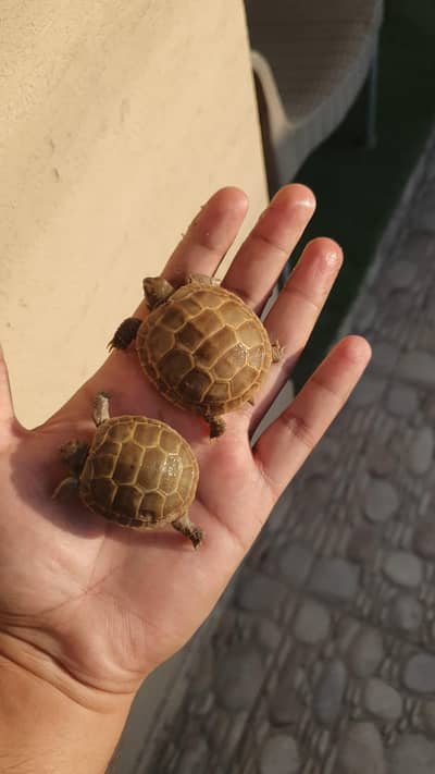 cute baby Russian tortoise