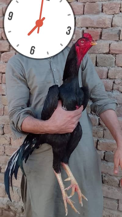 Mushka Lasani Murga WhatsApp 0320-7661506