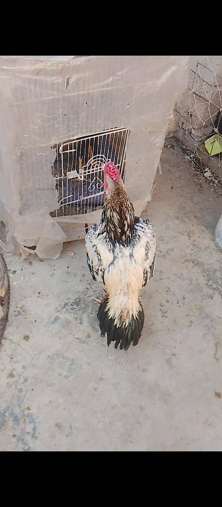 Aseel java forsale 0