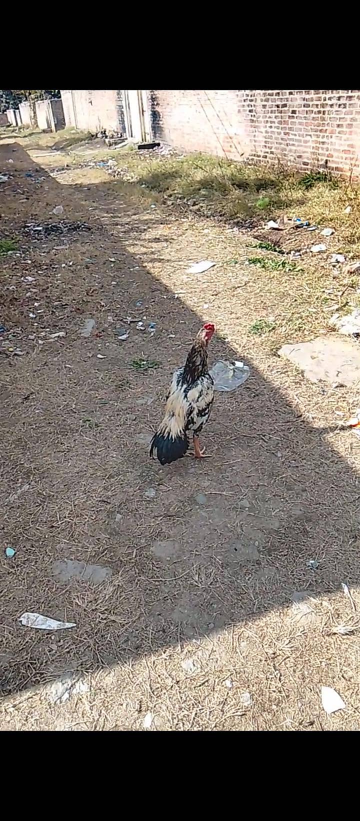 Aseel java forsale 2