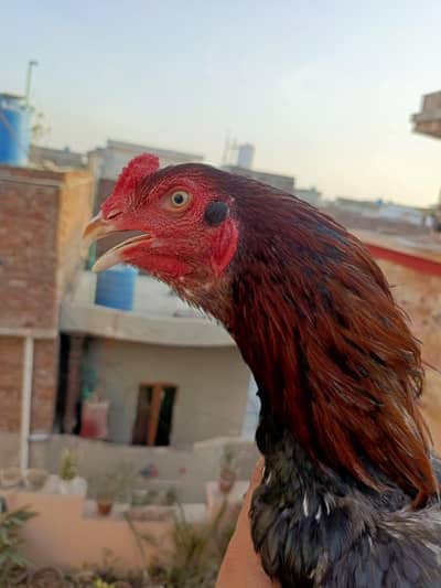 Aseel Rooster 