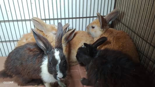rabbit bunnies for sale  Whatsapp number 03247304869