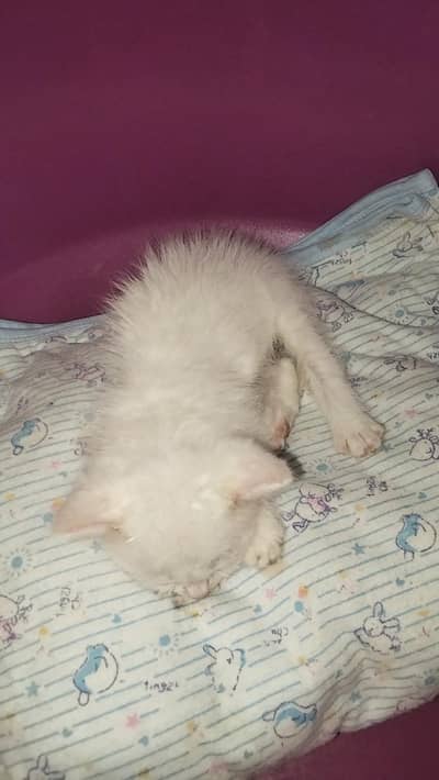 Persian kittens for sale