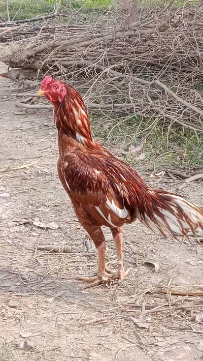 Mianwali Lakha Aseel