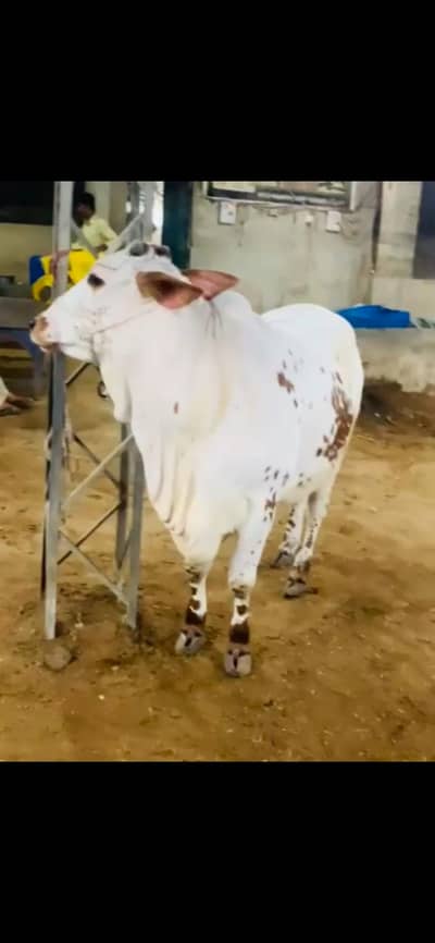 bachri cholistani good quality