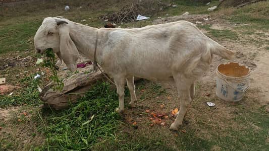 beetal Goat