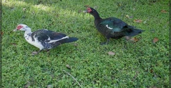 Musk duck , friendly healthy and active pair