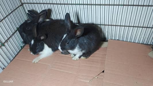 5 rabbit bunnies for sale Whatsapp 03247304869