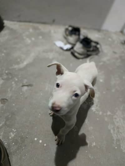 mane b liya hai bechna jldi