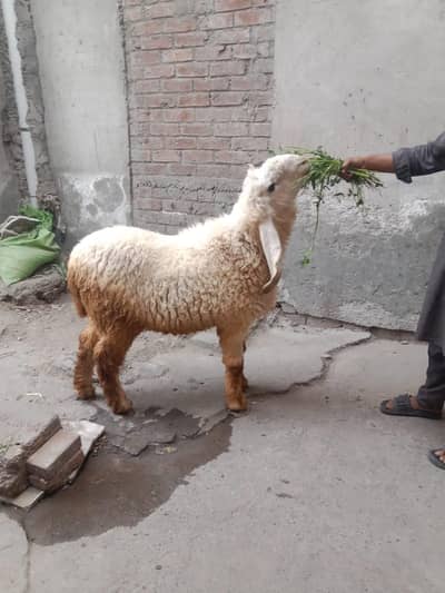 kajla charta for sale 03214226825