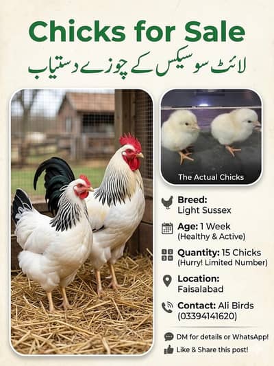 sussex breed chix