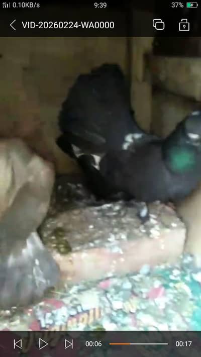 breeder pair for sale