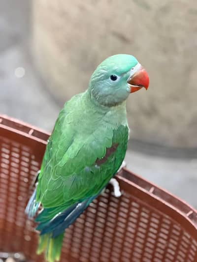 Kashmiri Raw Chick Male Hand Team