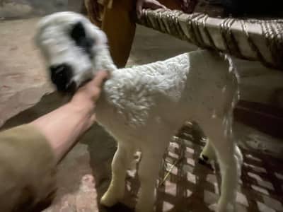 baby sheep good bread