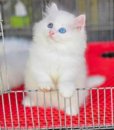 my beautiful cat for sell 2 month age  0345/52/67/595