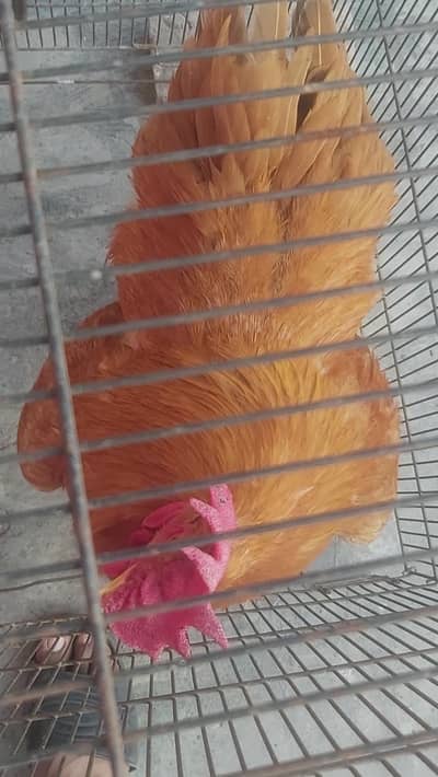 Golden buff Wite buff breeder