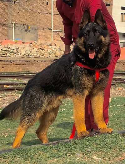 German Shepherd double coated Male full security dog for sale