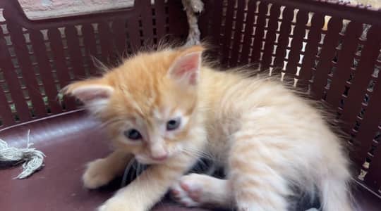 Healthy n active Persian kittens for adoption