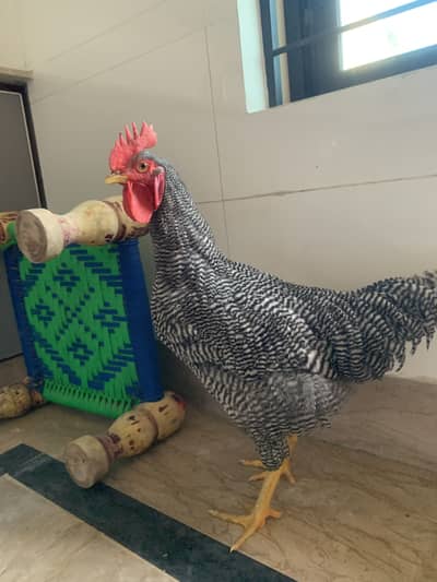 Brahmer cheaks |fancy cheaks|(03256245226)