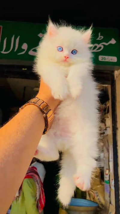 beautiful Persian female baby kitten for sale 0326,210,79,55 my