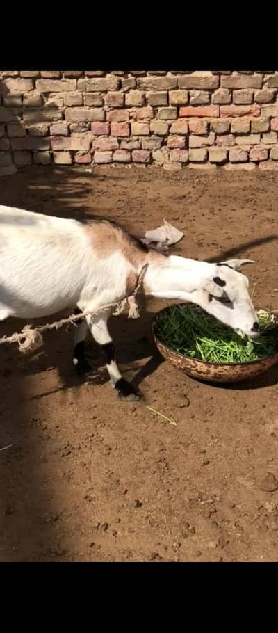 3.5 Month  gabban bakri