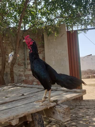 Aseel Muskha jora 4 murgya aur 2 murga available for sale