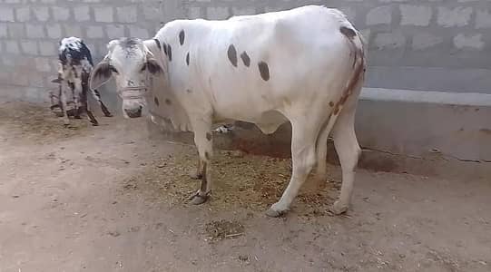 Friesian Cholistani Cross Cow – 4 Teeth – For Sale