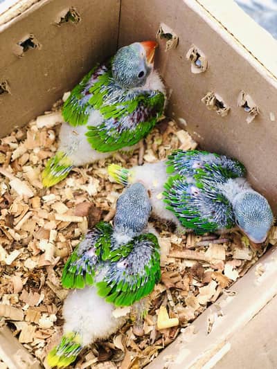 Raw jambo size chicks, best for talking and hand tame