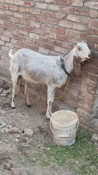 مکھی چینی دودھ والی بکری