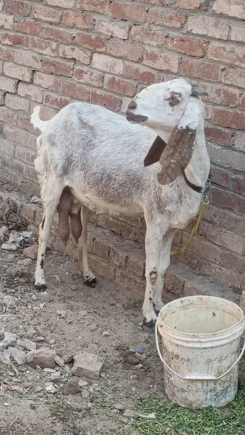 رابطہ صرف واٹسپ پر ھو گامکھی چینی دودھ والی بکری 1