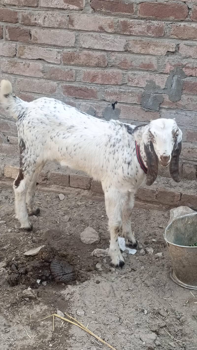 رابطہ صرف واٹسپ پر ھو گامکھی چینی دودھ والی بکری 2