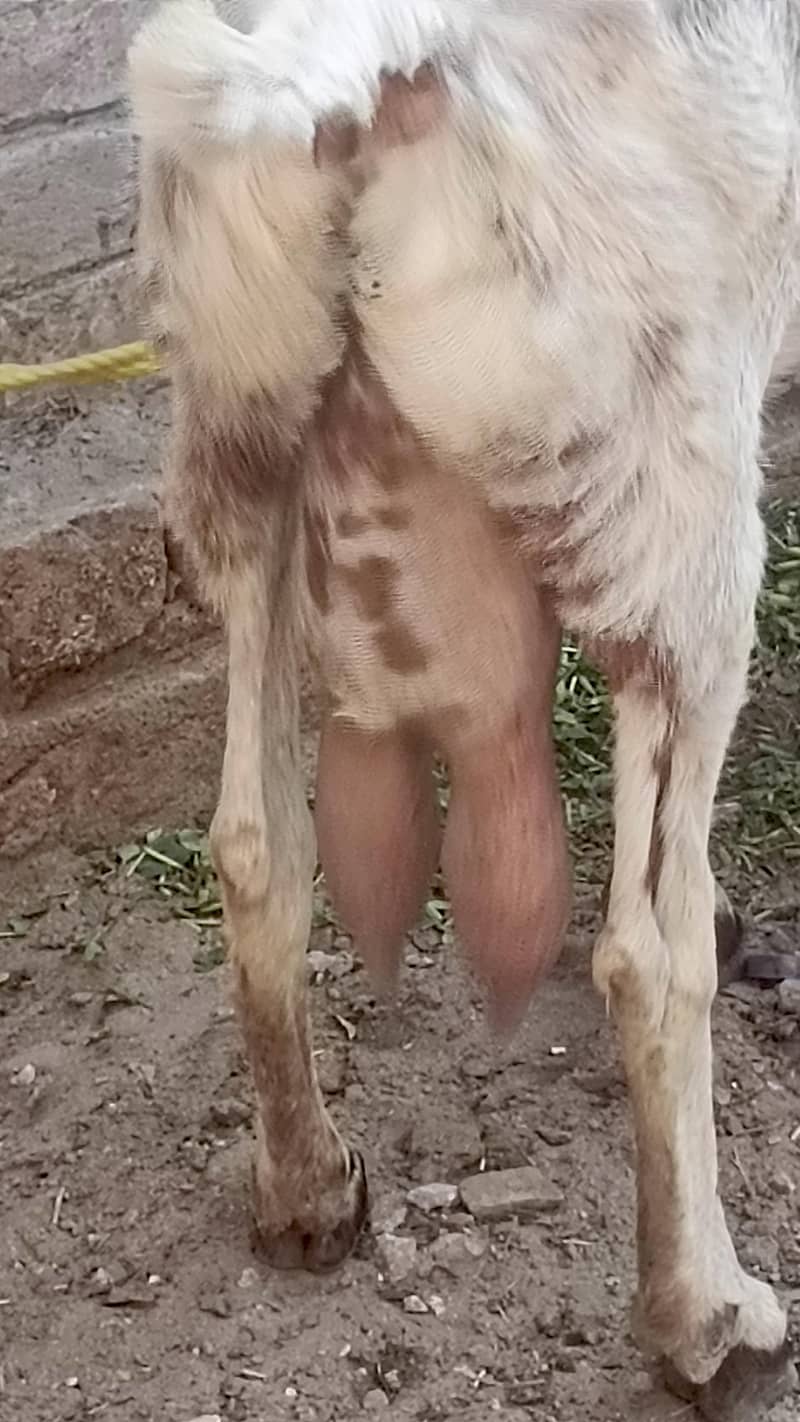 رابطہ صرف واٹسپ پر ھو گامکھی چینی دودھ والی بکری 3