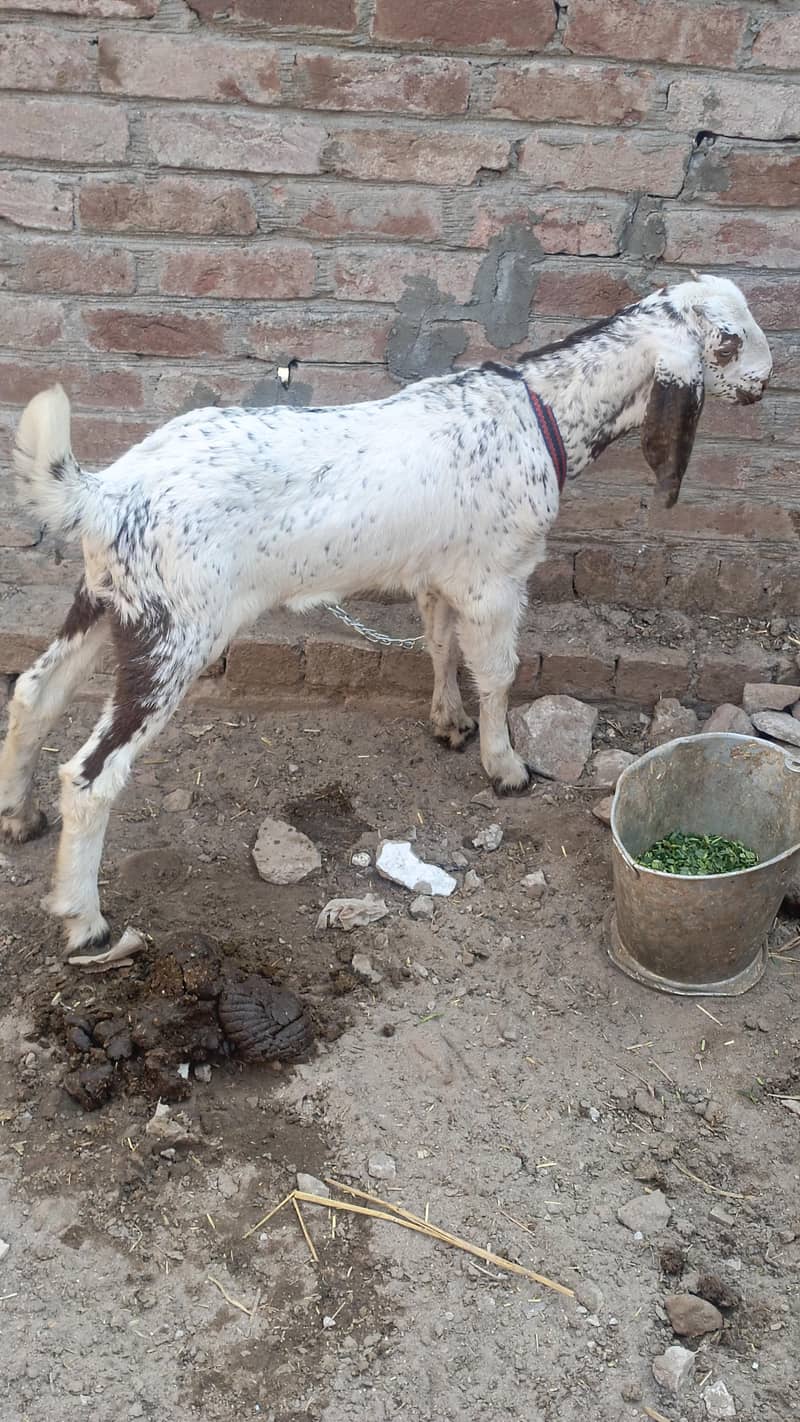 رابطہ صرف واٹسپ پر ھو گامکھی چینی دودھ والی بکری 4