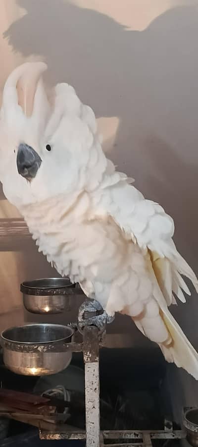 malucan cacatoa & RED malucan lorry& yellow ring neck chick available