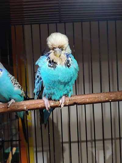 quality exhibition male budgie  03204556062