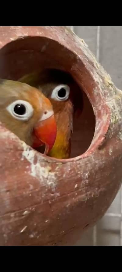 lovebirds breeder pair available for sale