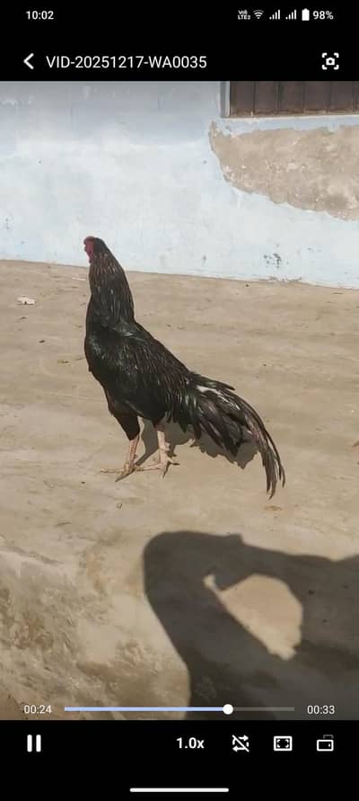 Aseel Muskha 2 jora for sale aur An joro k Andy be ha aghr kase ko chy