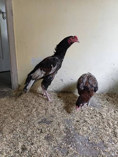 Zer dum high quality 03435635876