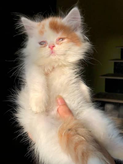 Persian male kitten for sale!!!