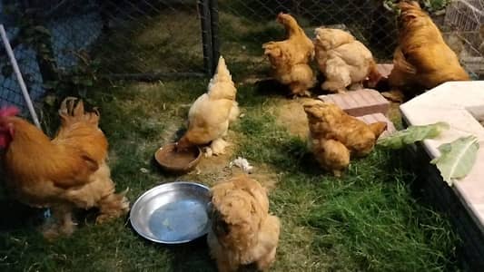 Golden Buff 5 female 2 male