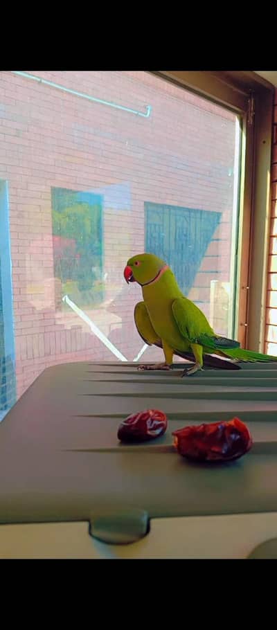 gareen parrots
